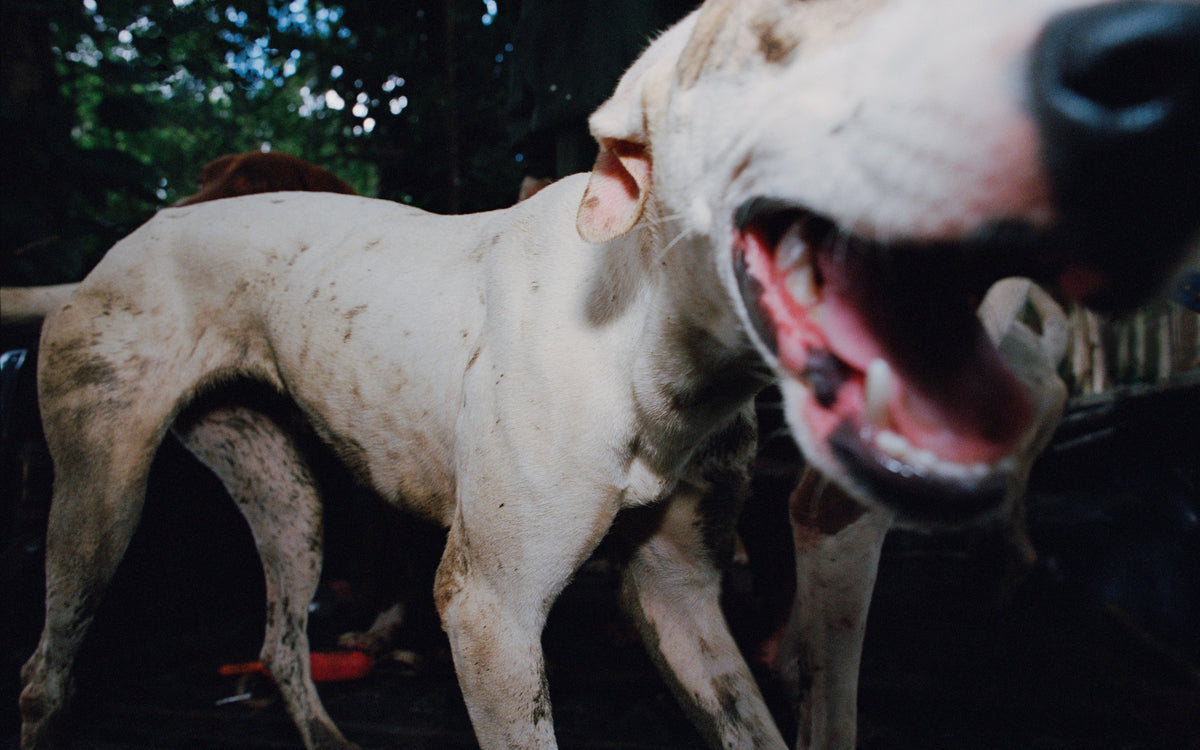 Close-up of a white, muddy dog with its mouth open, captured in a wide-angle, slightly blurry outdoor shot.